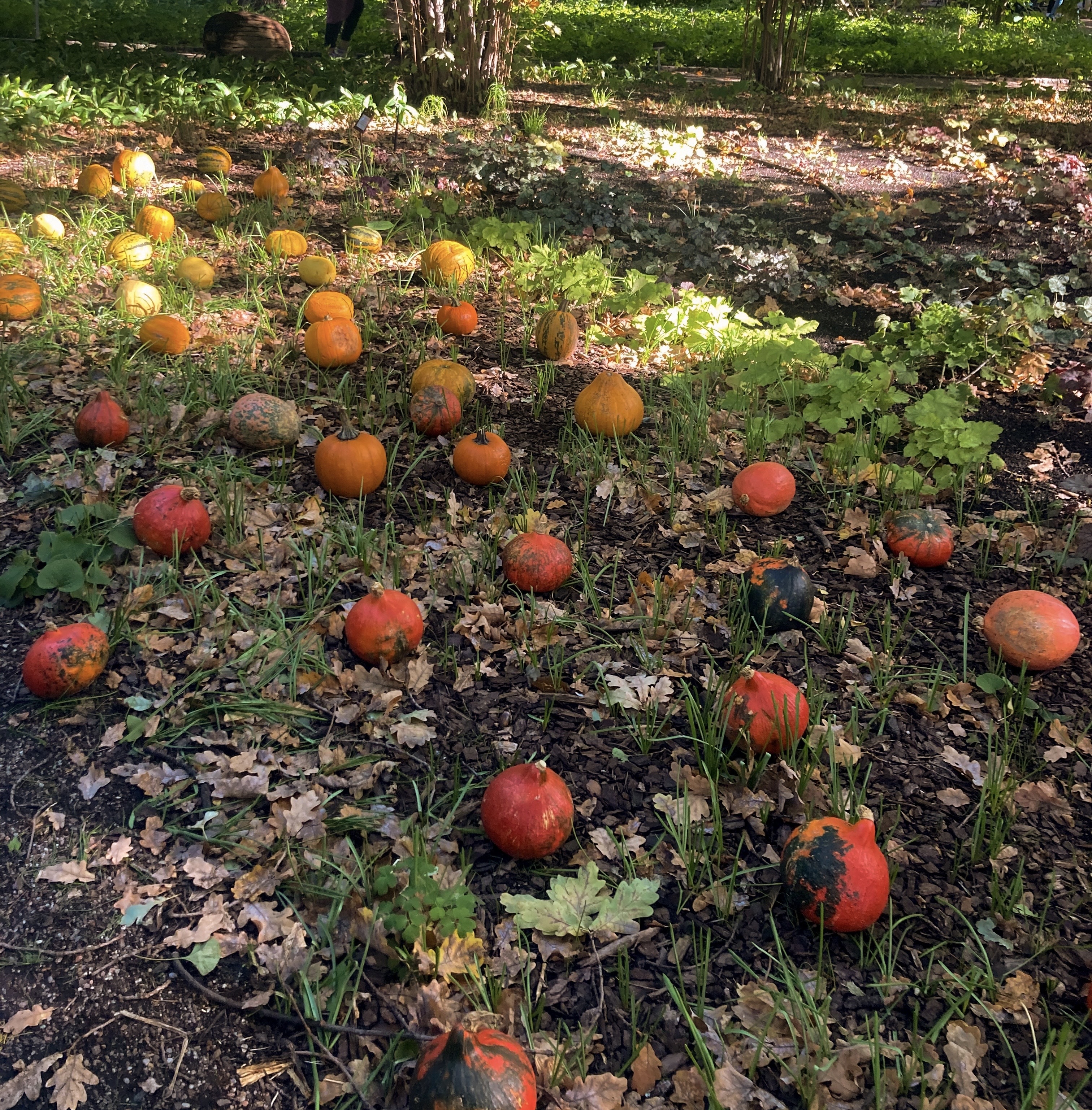 polish autumn